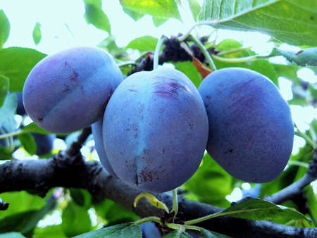 plums on the tree, close-upの写真素材