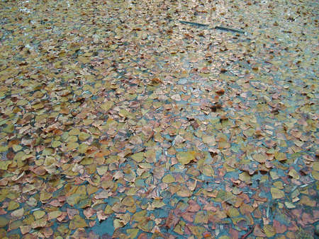 AUTUMN LEAVES OVER WATERの写真素材