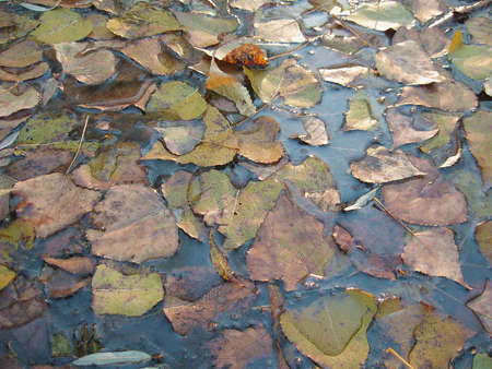 AUTUMN LEAVES OVER WATER close upの写真素材