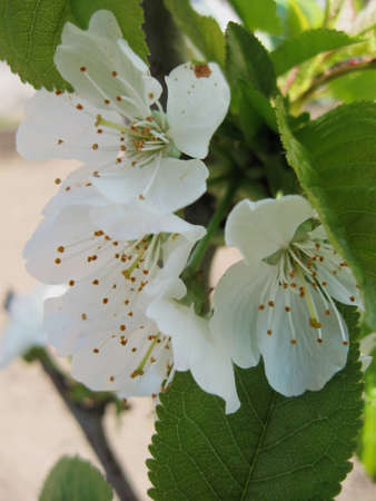 cherry blossomsの写真素材