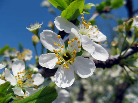 Inflorescence of white colors plums on background of blue sky, early spring の写真素材