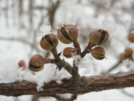 Flower buds covered in icy snow of winter awaiting arrival of spring.の写真素材
