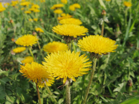 Dandelionsの写真素材