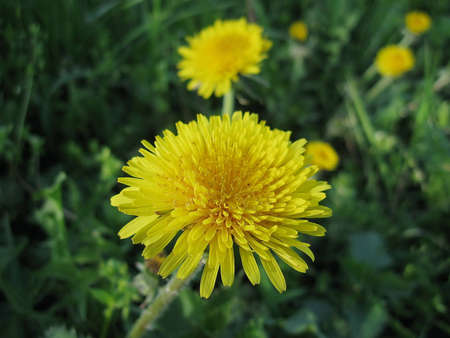Yellow flower of the Dandelion (Taraxacum officinale) against a dark background.の写真素材