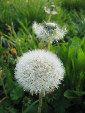 White flower of the Dandelion (Taraxacum officinale) against a dark background.の写真素材