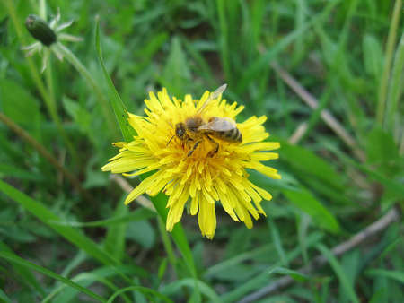 Honey bee working hard on yellow dandelion flowerの写真素材