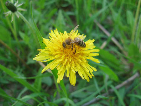Honey bee working hard on yellow dandelion flowerの写真素材