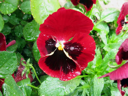Closeup of red pansy portraitの写真素材