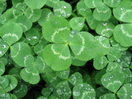 Shamrockの写真素材