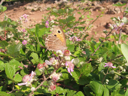 Butterflyの写真素材