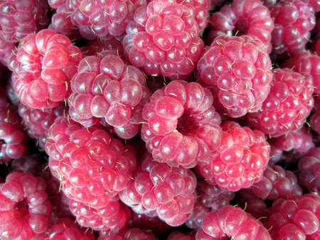 Fresh raspberriesの写真素材