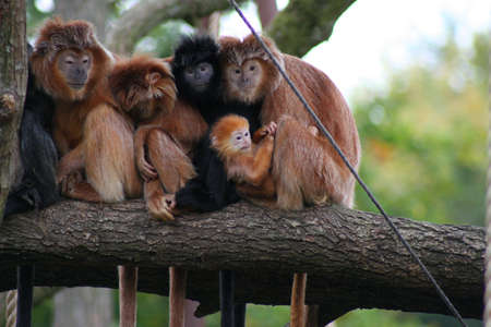 Monkeys sitting on a branchの写真素材
