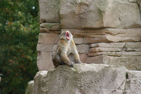Monkey yawningの写真素材