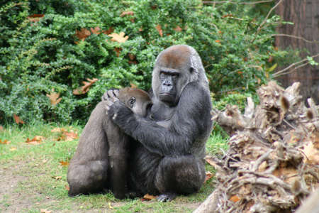 Monkey comforting 1の写真素材