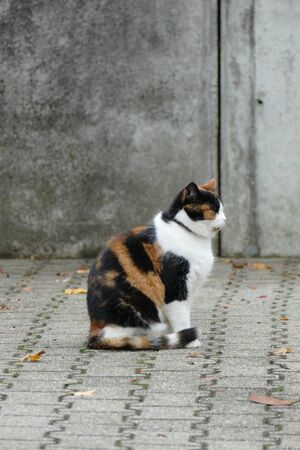 Portrait of a cat sitting in front of a gray wallの写真素材