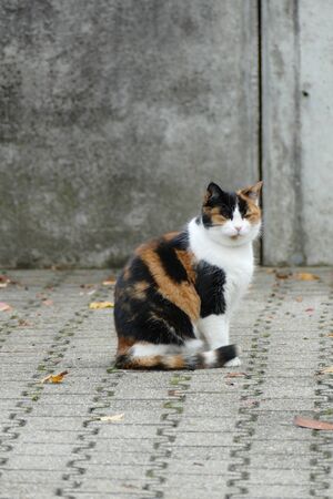 Portrait of a cat sitting in front of a gray wallの写真素材
