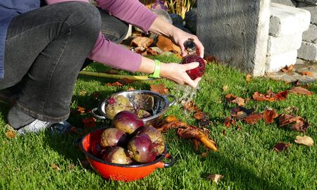 To wash beet. A woman washes beetroots with running water.の写真素材