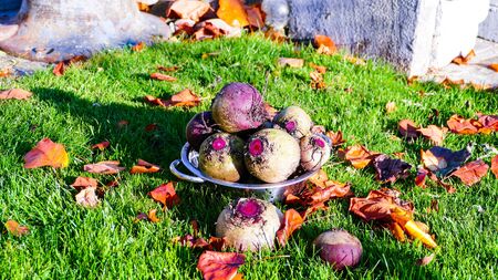Fresh harvested beetroots in metal colander