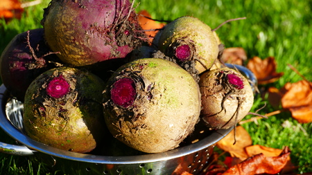 Fresh harvested beetroots in metal colanderの写真素材