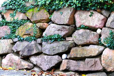 Leaves of ivy covering old gray-red stone wall. Old stone Wall. Green ivy leafs on a gray-red stone wall background. Green ivy leaf backgroundの写真素材