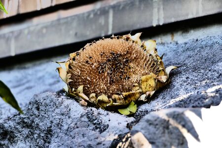 Dry Sunflower. Ripened Sunflower in Harvesting Time. Raw Seeds in Sunflower.の写真素材