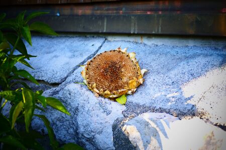 Dry Sunflower. Ripened Sunflower in Harvesting Time. Raw Seeds in Sunflower.の写真素材