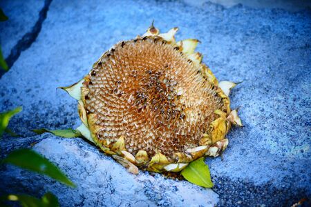 Dry Sunflower. Ripened Sunflower in Harvesting Time. Raw Seeds in Sunflower.の写真素材