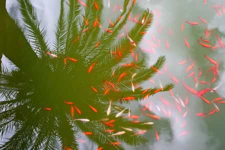 Reflection from a pond water of a palm tree and cloudの写真素材