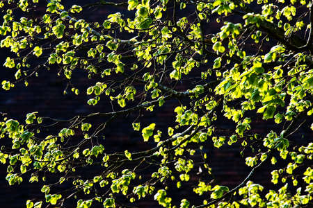 fresh green leaves in sun lightの写真素材
