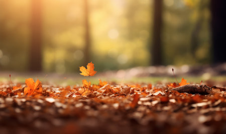 Autumn leaves on the ground in the forest. Selective focus.の素材