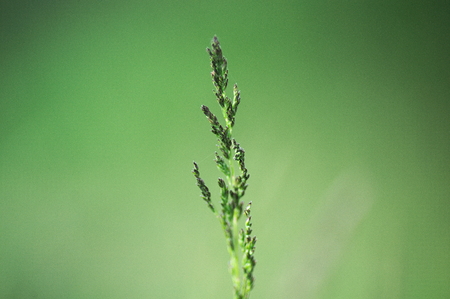 A photo of grass with blue tops at green backgroundの写真素材