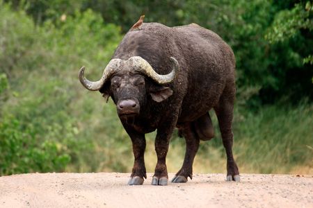 African Buffelo and oxpecker as roadblock