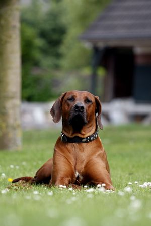 Proud Rhodesian Ridgeback lying in the grassの写真素材