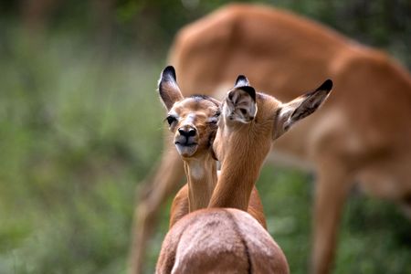Young impala cleaning each otherの写真素材