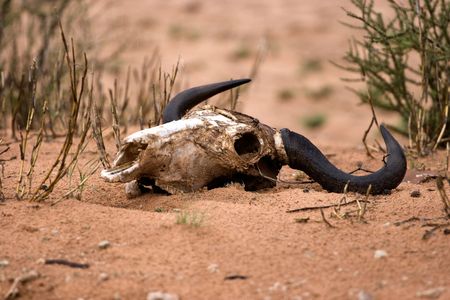 wildebeest skull の写真素材