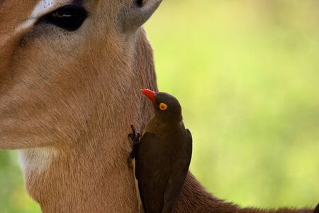 oxpecker on impala eating ticksの写真素材