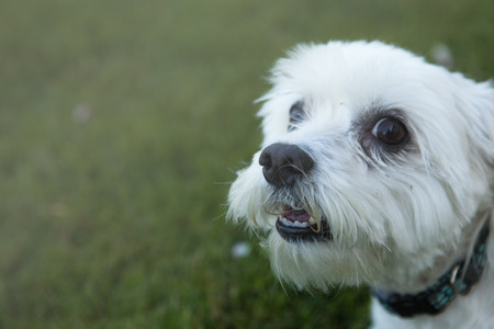 White Maltese Dog Sitting and Looking Happy