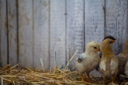 Yellow little chickensの写真素材