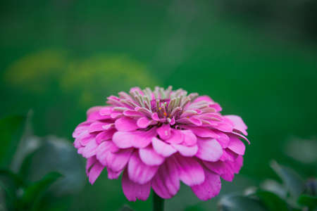 Zinnia flowerの写真素材