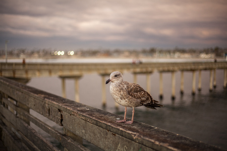 Seagull in San Diego on beachの写真素材