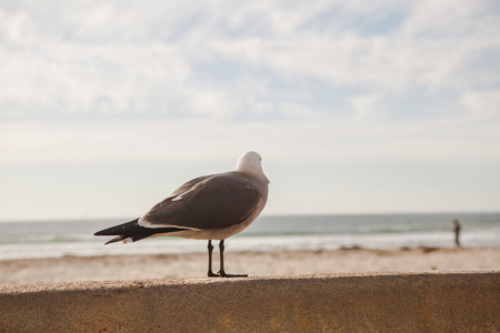 Seagull in San Diego on beachの写真素材