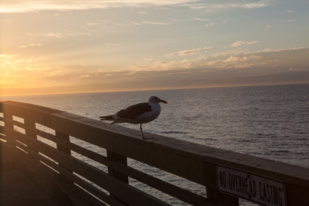 Seagull in San Diego on beachの写真素材