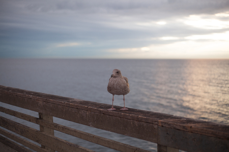 Seagull in San Diego on beachの写真素材