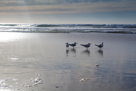 Seagull in San Diego on beachの写真素材