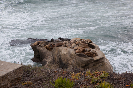 Ocean Seal on stone in San Diegoの写真素材
