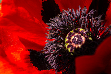 Red Poppy In A Summer Dayの写真素材