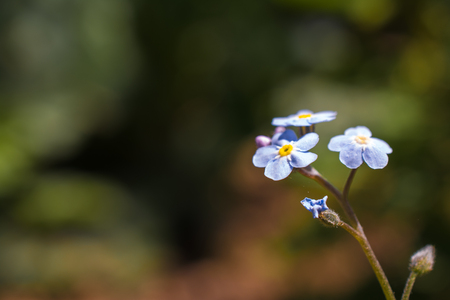 Forget Me Not Flowerの写真素材