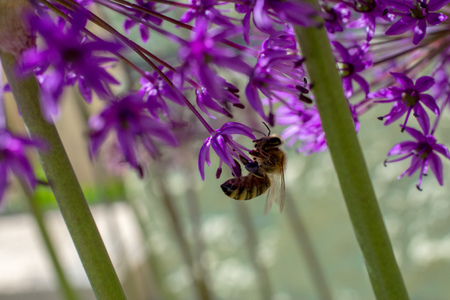 Allium onion flower wih bee