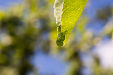 Green leaves after rain