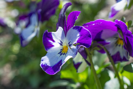 Pansy in gardenの写真素材